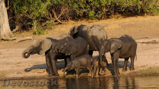 Devostock Chobe Elephant Family Africa