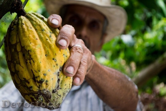Devostock Cocoa Man Colombia Peasant