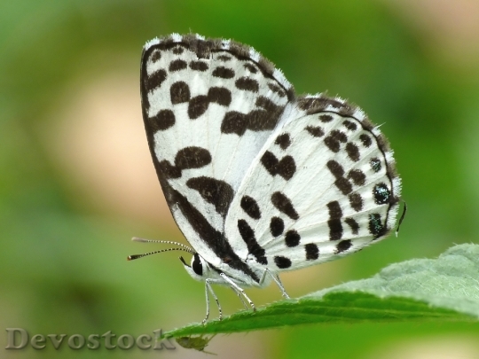 Devostock Common Pierrot Castalius Rosimon