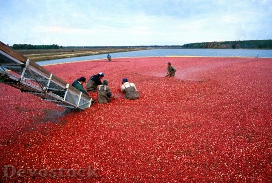 Devostock Cranberry Harvest Red Organic