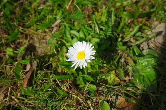 Devostock Daisy Flower Blossom Bloom 9