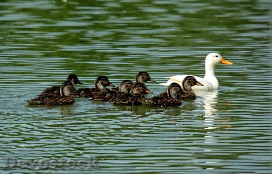 Devostock Duck Duckling Family Brood