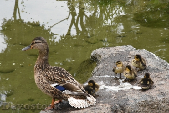 Devostock Duck Family Nature Park 0