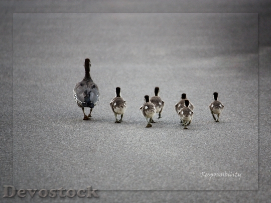Devostock Ducks Ducklings Family Bird