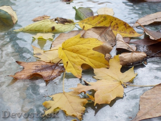 Devostock Fall Leaves Autumn Autumnal