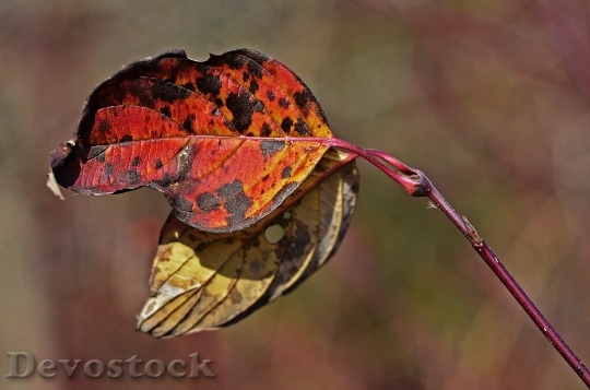 Devostock Fall Leaves Autumn Season