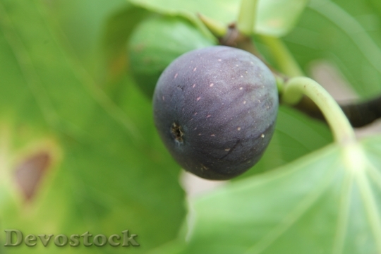 Devostock Fig Fig Tree Fruit