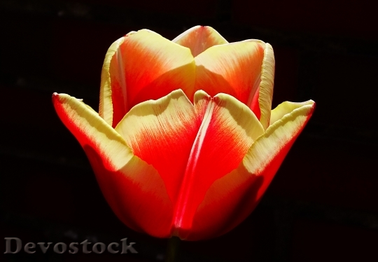 Devostock Flower Tulip Blossom Bloom 27