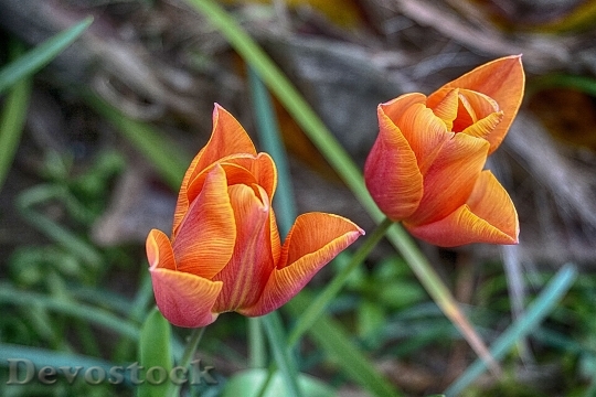 Devostock Flowers Tulips Colors Botany