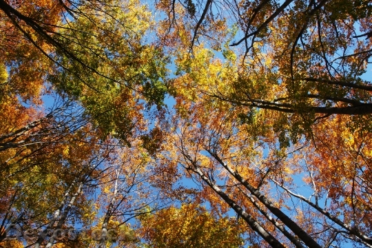 Devostock Forest Trees Fall Autumn 0