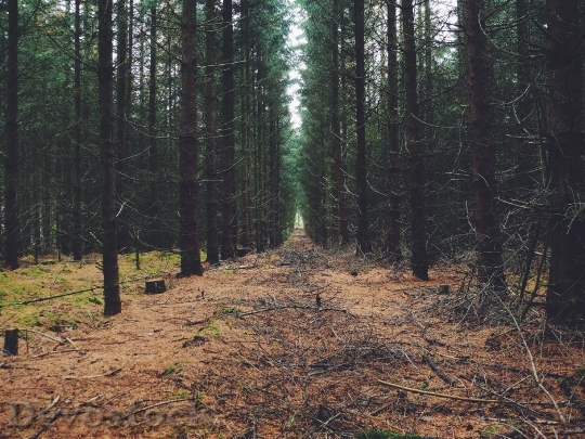 Devostock Forest Trees Woods Path