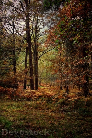 Devostock Forest Woodland Autumn Nature