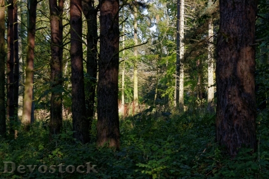 Devostock Forest Woods Trees Nature 7