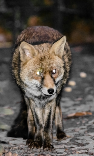 Devostock Fox Red Fox Animal