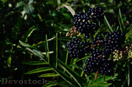 Devostock Fruits Blackberries Power Healthy