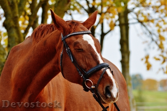 Devostock Horse Animal Ride Reiterhof 29