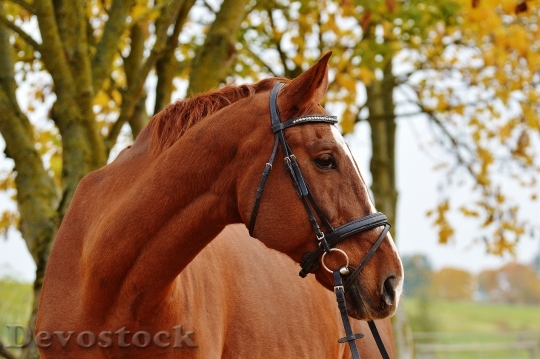 Devostock Horse Animal Ride Reiterhof 30