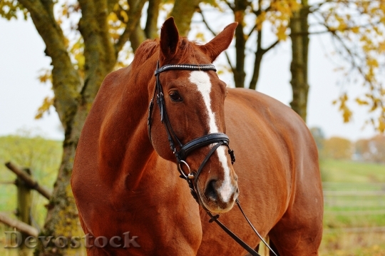 Devostock Horse Animal Ride Reiterhof 31