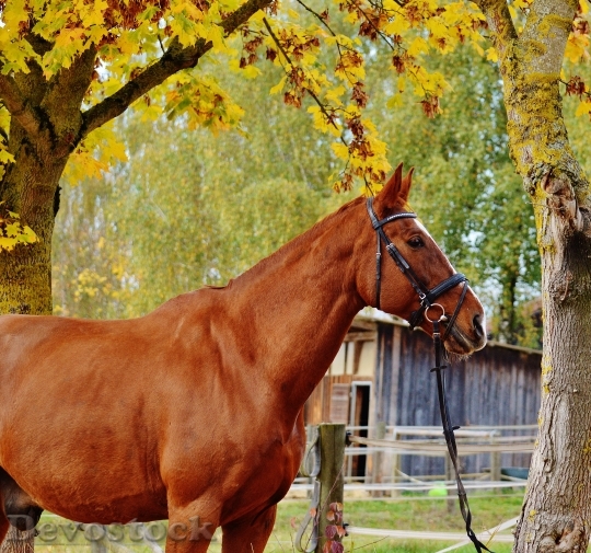 Devostock Horse Animal Ride Reiterhof 45