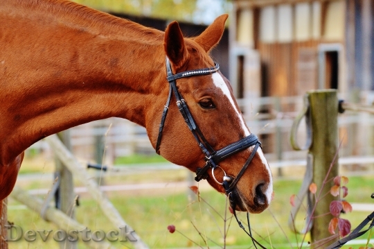 Devostock Horse Animal Ride Reiterhof 47