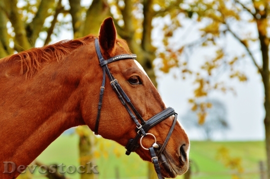 Devostock Horse Animal Ride Reiterhof 48