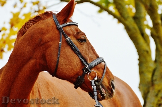 Devostock Horse Animal Ride Reiterhof 50