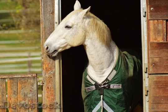 Devostock Horse Animal Ride Reiterhof 52
