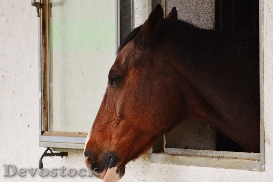 Devostock Horse Animal Ride Reiterhof 54