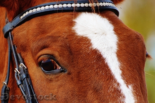 Devostock Horse Animal Ride Reiterhof 58