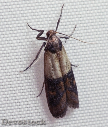 Devostock Indianmeal Moth 2009