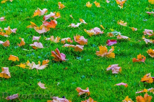 Devostock Leaves Autumn Autumnal Branch 0