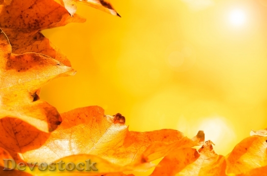 Devostock Leaves Autumn Autumnal Branch