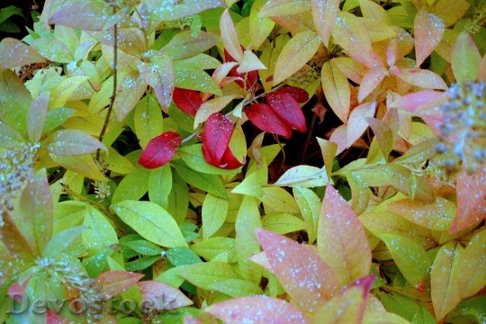 Devostock Leaves Autumn Autumnal November