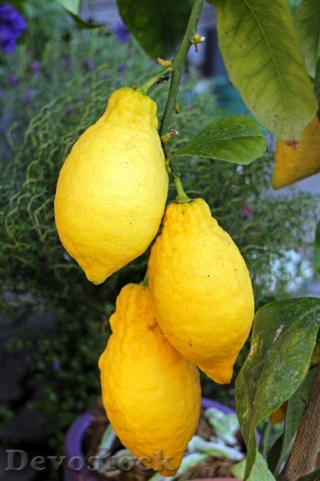 Devostock Lemons Lime Citrus Fruits