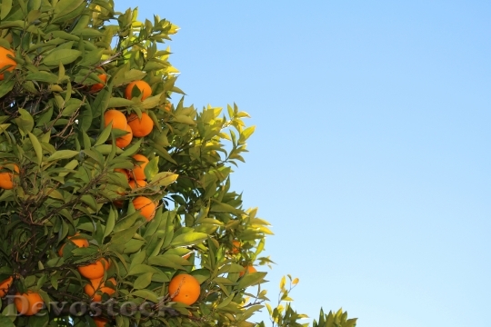 Devostock Mandarins Citrus Oranges Fruit