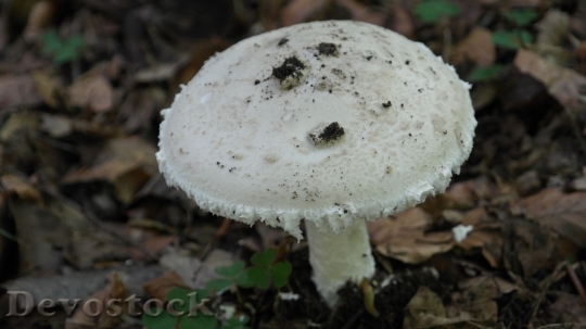 Devostock Mushroom Mushrooms Forest White