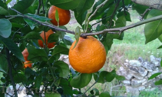 Devostock Orange Naranjo Tree Fruit