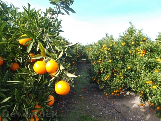 Devostock Orange Oranges Citrus Fruit