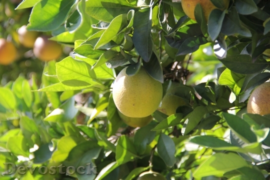 Devostock Orange Tree Fruit Green