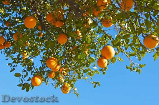 Devostock Oranges Fruits Citrus Fruits