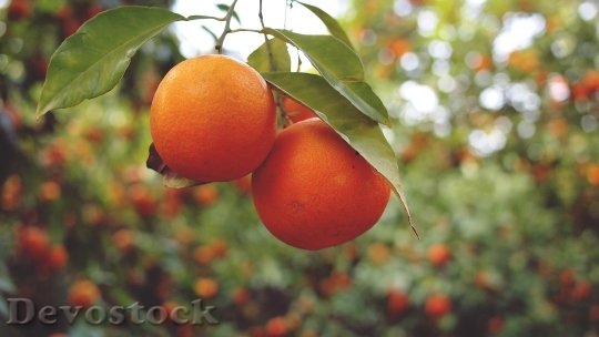 Devostock Oranges Fruits Healthy Food