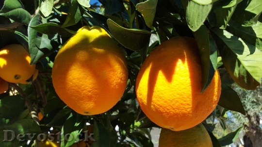 Devostock Oranges Valencia Citrus Fruit