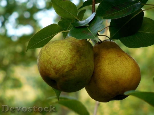 Devostock Pair Pears Two Fruit