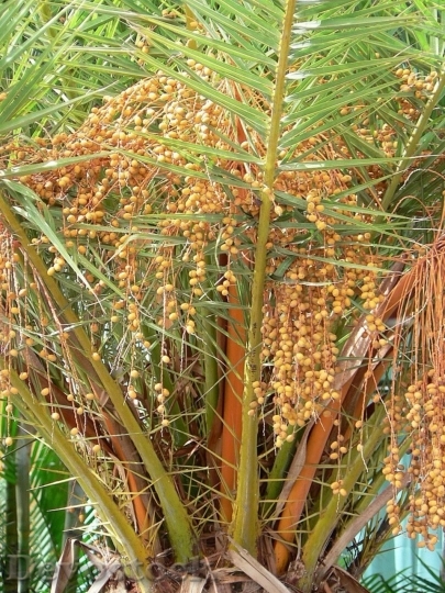 Devostock Palm Tree Fruits 1