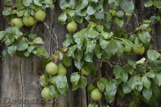 Devostock Pear Pears Wooden Wall 0