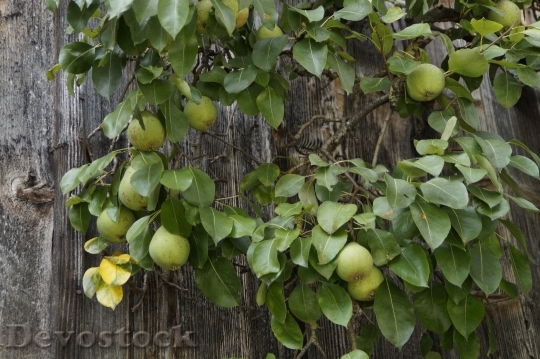 Devostock Pear Pears Wooden Wall