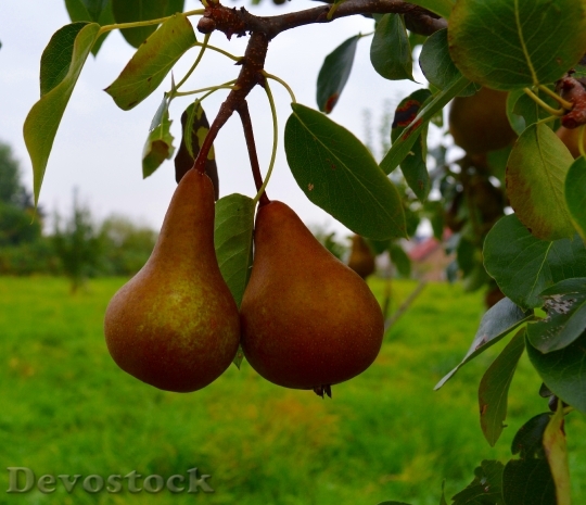 Devostock Pears Fruit Pear Compote