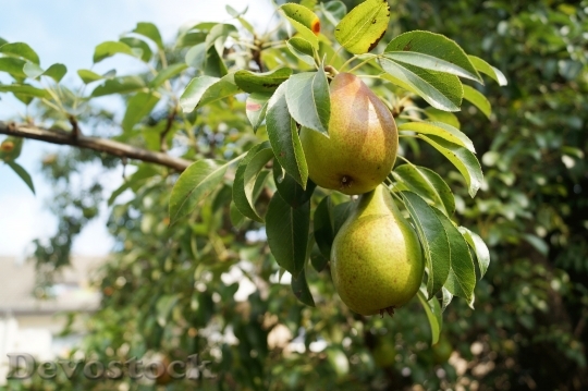 Devostock Pears Fruit Pear Tree