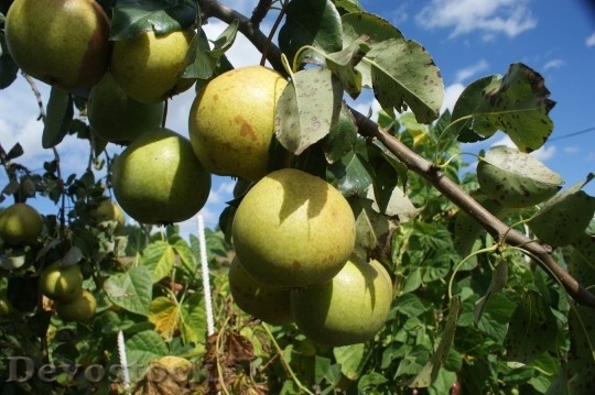 Devostock Pears Fruit Tree 447574