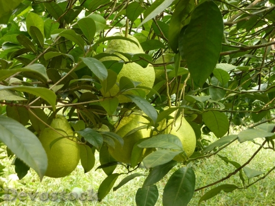 Devostock Pears Fruits Green Tree